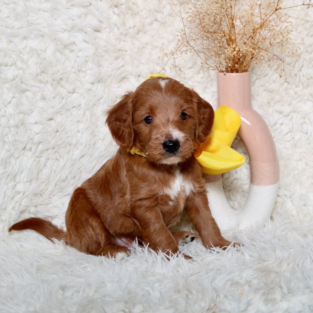 Golden Doodles For Sale